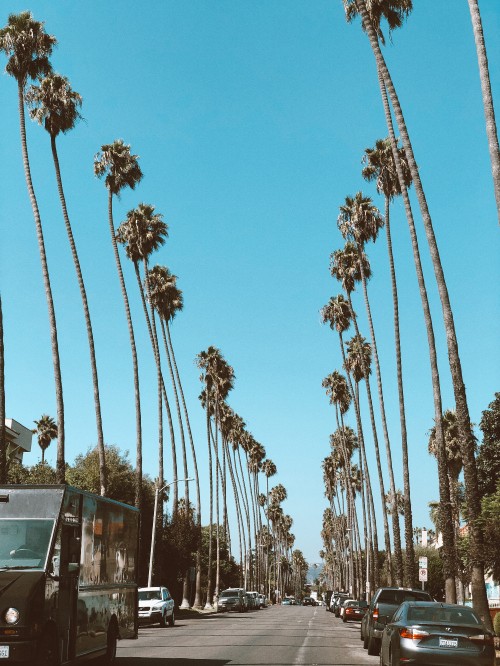 Image hollywood, palm trees, Date palm, road, tire