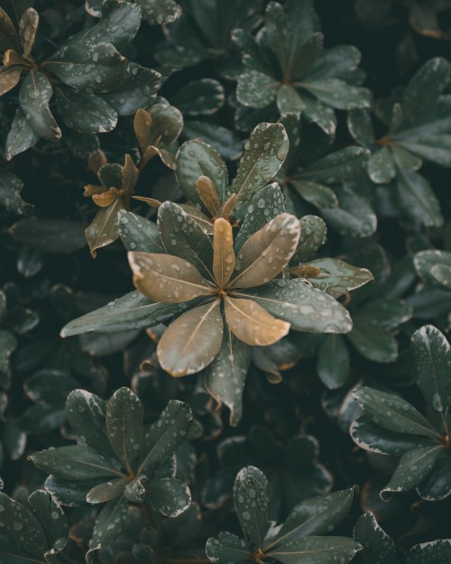 Image Plants, leaf, plant stem, flower, plant
