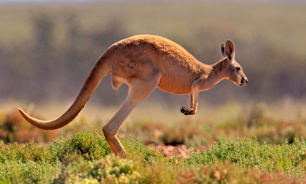 红色袋鼠, 陆地动物, 野生动物, 有袋动物, 生态系统 壁纸 1920x1152 允许