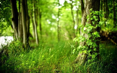 Image green grass and brown tree trunk