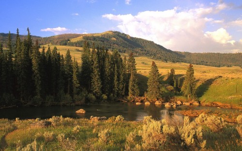 Image green trees near lake during daytime