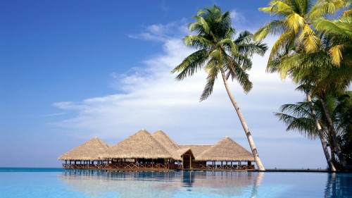 Image brown wooden beach house near palm tree during daytime