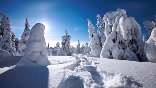 Image snow covered trees under blue sky during daytime