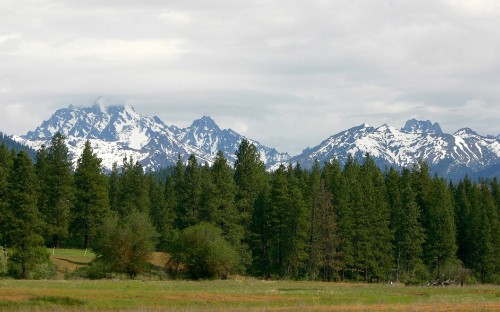 Image green pine trees near snow covered mountain during daytime