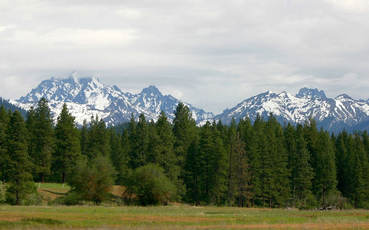 green pine trees near snow covered mountain during daytime