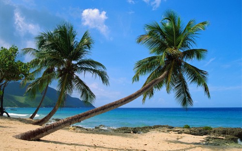 Image palm tree on beach shore during daytime