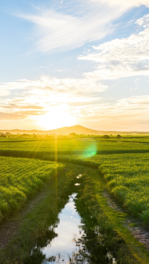 Image natural landscape, nature, field, green, morning