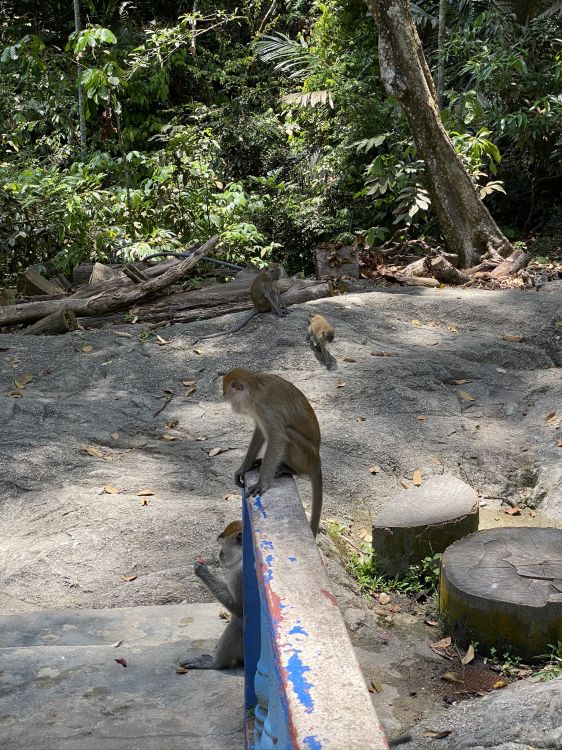 Macacos, Monos Del Viejo Mundo, Adaptación, Los Animales Terrestres, la Reserva Natural De. Wallpaper in 1536x2048 Resolution