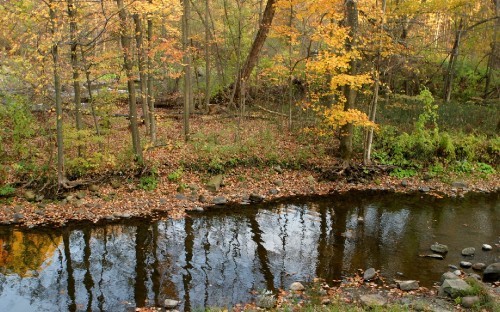 Image brown trees beside river during daytime