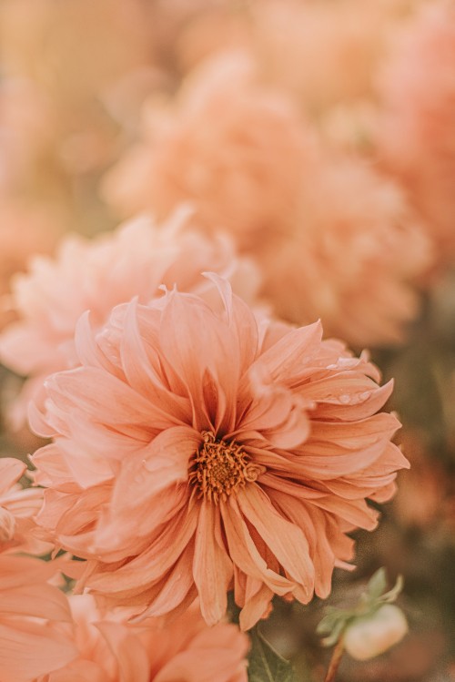 Image pink flower in tilt shift lens