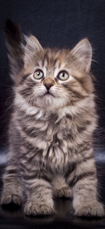 Gatito, Gato Del Bosque de Noruega, Maine Coon, Gato Siberiano, Pixie Bob. Wallpaper in 1080x2340 Resolution