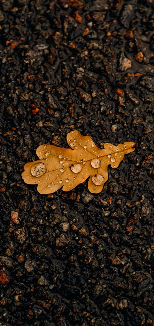 Image leaf, asphalt, road surface, wood, plant