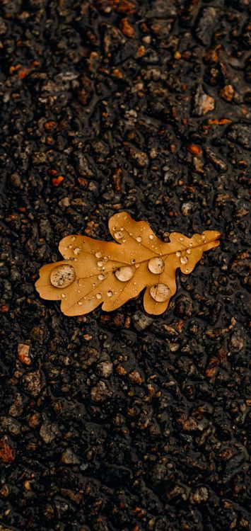 leaf, asphalt, road surface, wood, plant