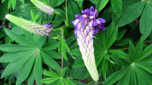 Image purple flower with green leaves