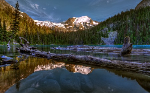 Image green pine trees near lake and snow covered mountain during daytime