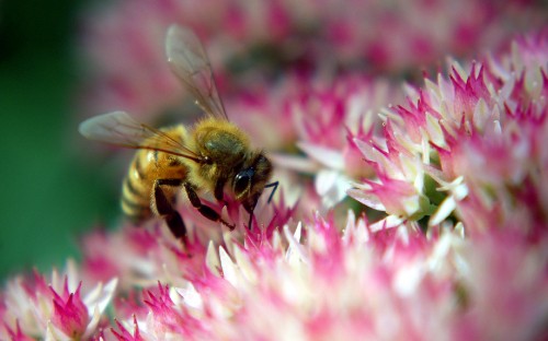 Image black and yellow bee on pink flower