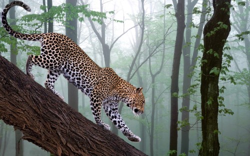 Image leopard on brown tree trunk during daytime