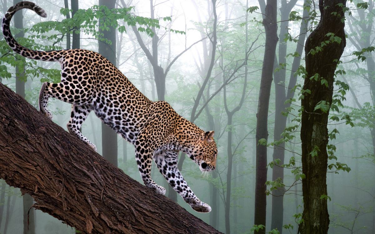 leopard on brown tree trunk during daytime