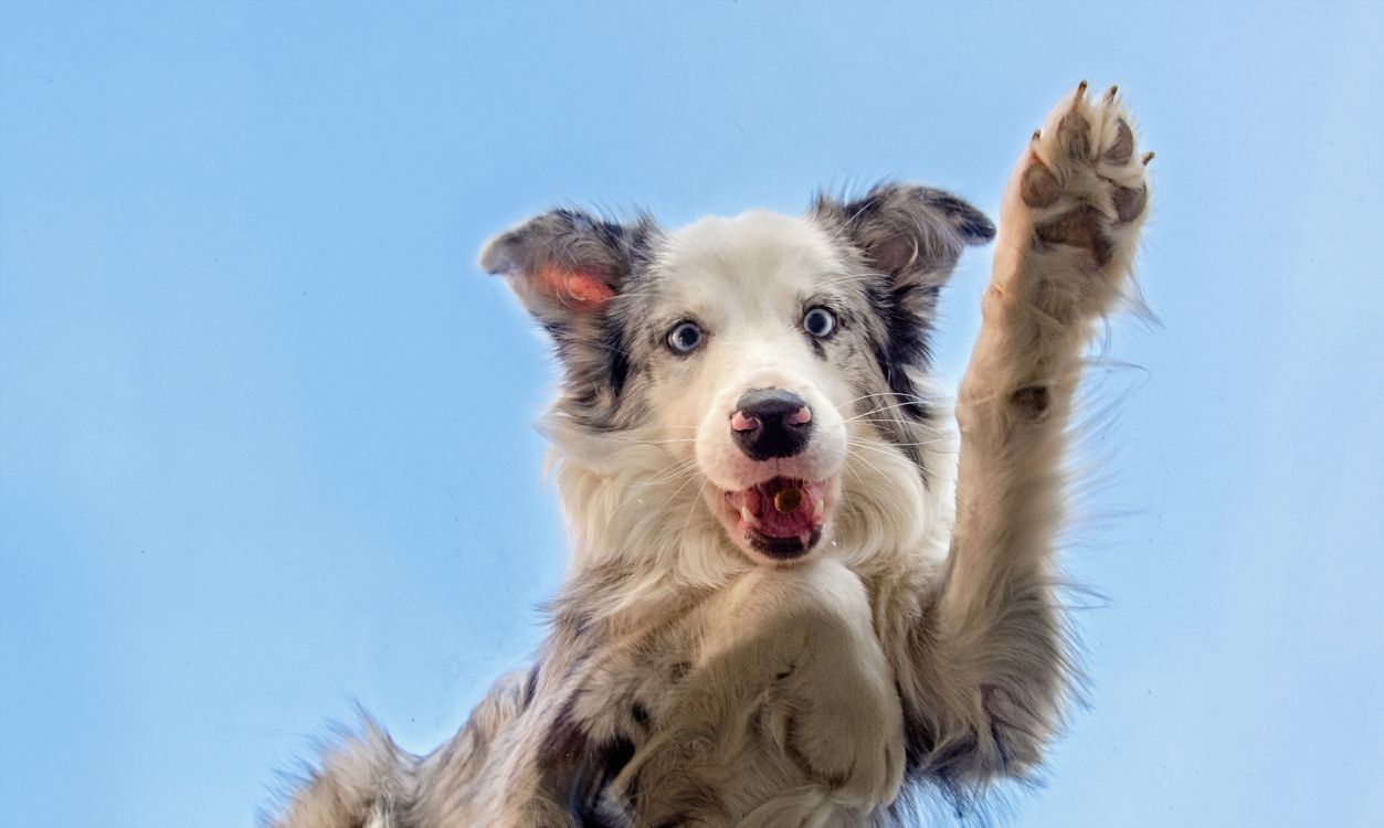 Cachorro Border Collie Blanco y Negro. Wallpaper in 2047x1225 Resolution