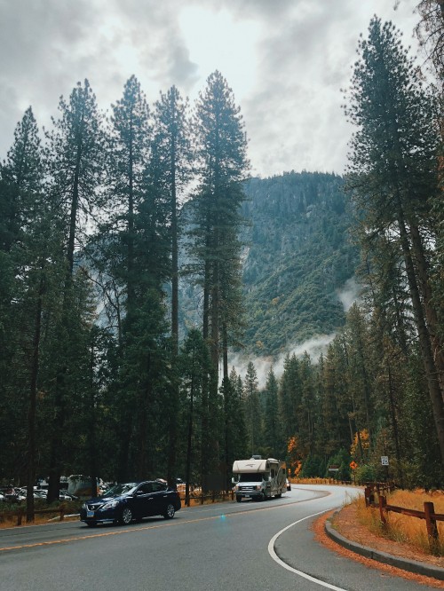 Image California, usa, yosemite valley, nature, Conifers