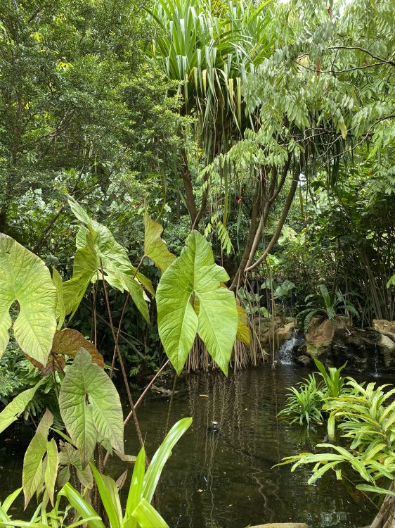 vegetation, rainforest, biome, riparian forest, swamp