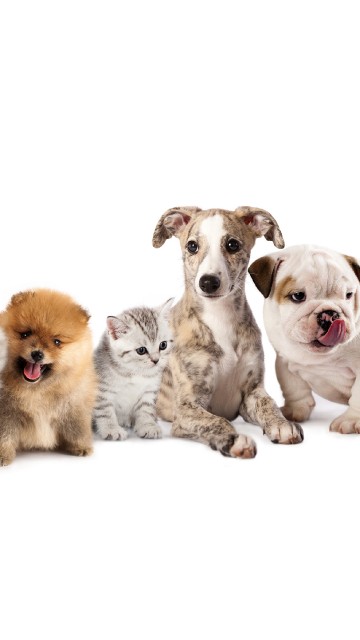 Image brown and white short coated dogs