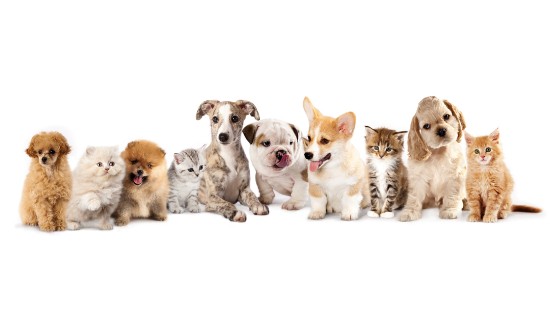 Image brown and white short coated dogs