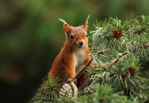 Image brown squirrel on green plant