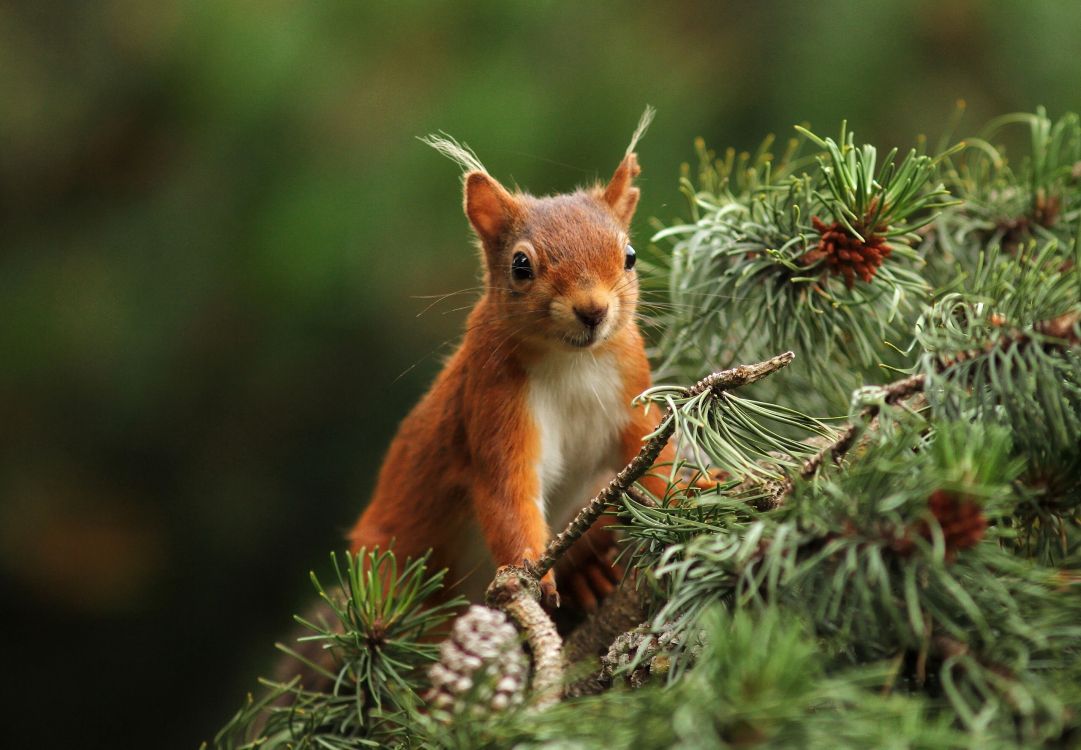 brown squirrel on green plant