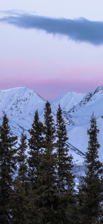 Image spruce, mountainous landforms, massif, spruce fir forests, mountain range