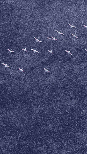 Image black and white birds on gray sand