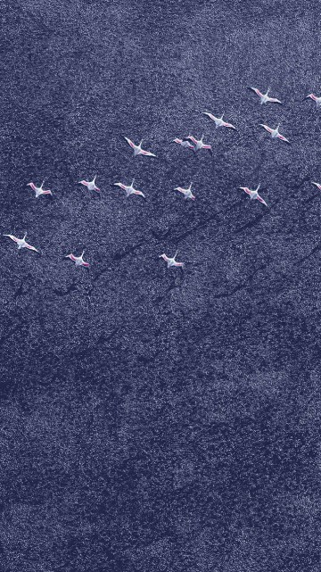 Image black and white birds on gray sand