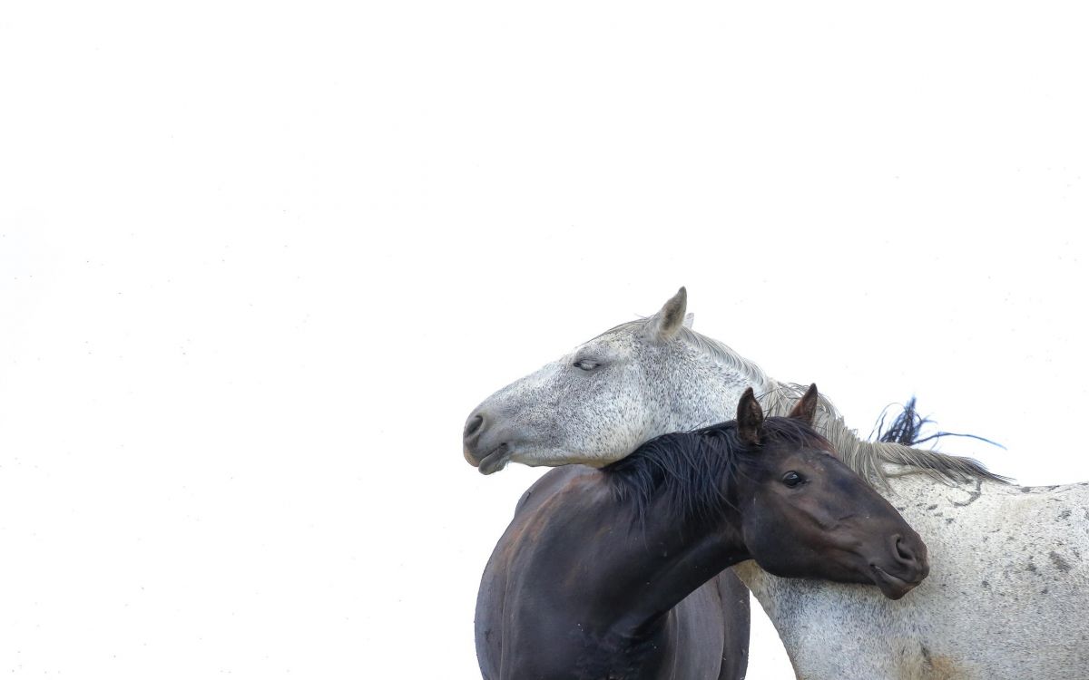 Caballo Negro Con Fondo Blanco. Wallpaper in 2560x1600 Resolution