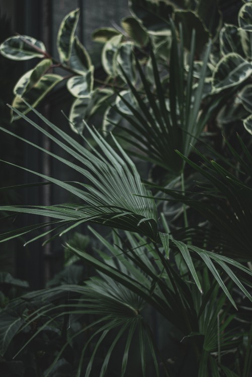 Image green leaf plant during daytime