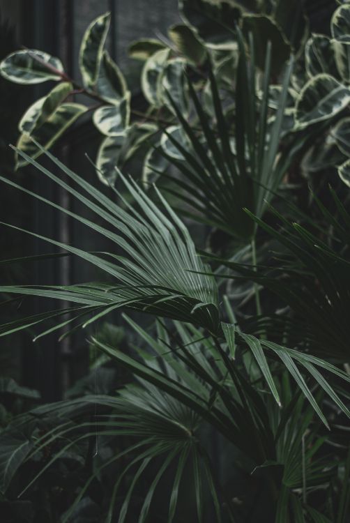 green leaf plant during daytime