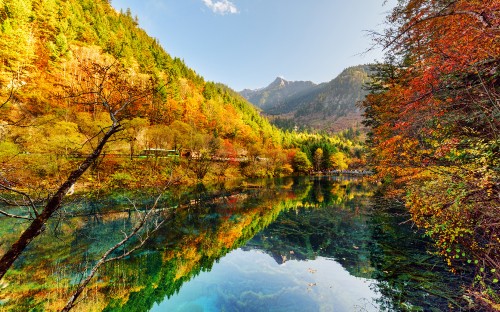 Image green and yellow trees beside lake during daytime