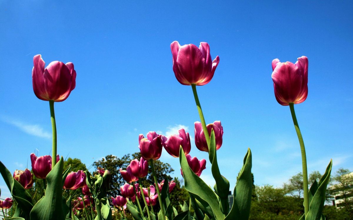 Tulipanes Rosados en Flor Durante el Día. Wallpaper in 2560x1600 Resolution
