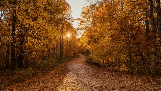 Image autumn, forest, Damxung County, woodland, natural landscape