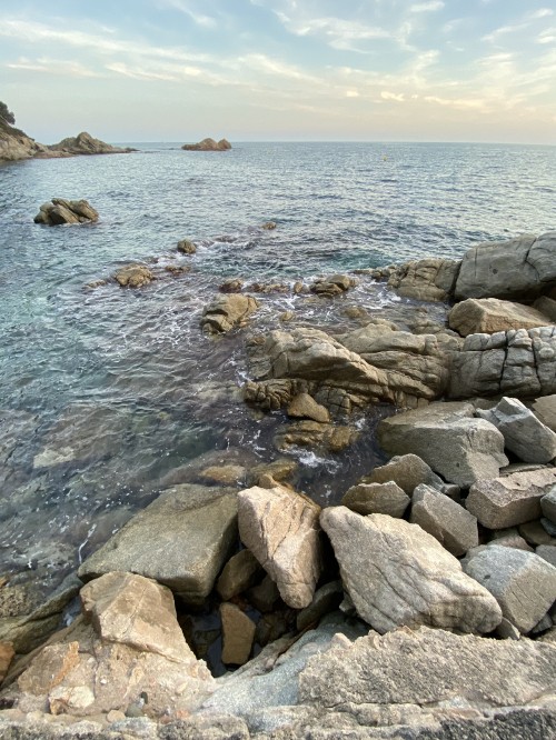 Image coast, body of water, nature, vegetation, wood