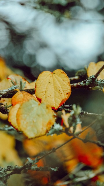 Image leaf, autumn, branch, orange, plant