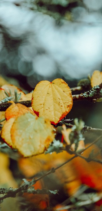 Image leaf, autumn, branch, orange, plant