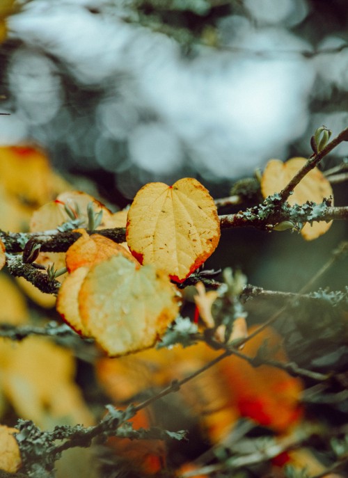 Image leaf, autumn, branch, orange, plant