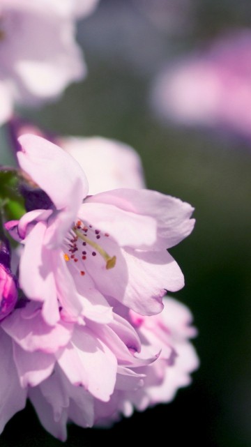Image white and purple flower in tilt shift lens