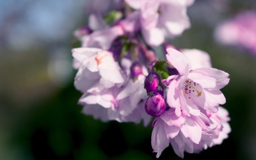 Image white and purple flower in tilt shift lens