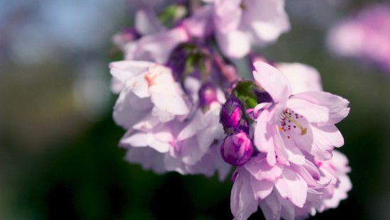 Image white and purple flower in tilt shift lens