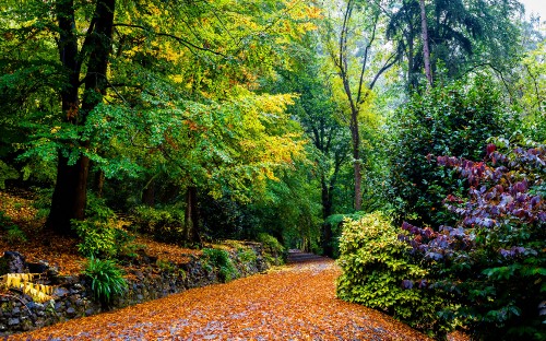 Image brown leaves on the ground