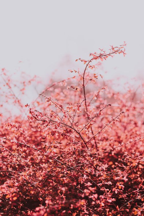 blossom, branch, pink, tree, flower