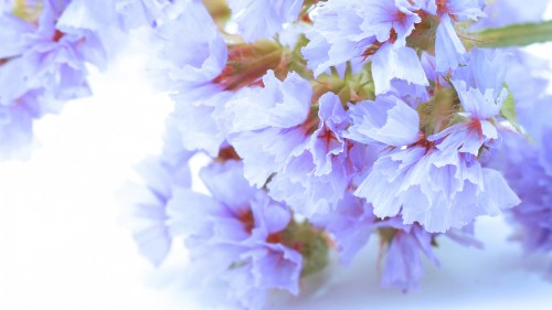 Image blossom, flower, white, petal, branch