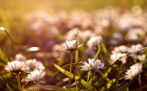 Image white flowers in tilt shift lens