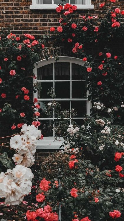 Ingwer Weiß, Rose, Juni Nilamazhayil, Pink, Fenster. Wallpaper in 735x1307 Resolution